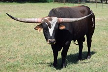 Brazos Maverick 83/23