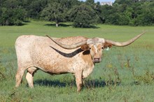 Brazos Maybelle 977