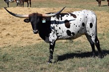 Brazos Millie 74/24