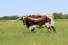 Brazos Miss Behavin'