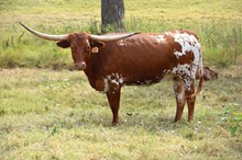 Brazos Mitzy 69/23