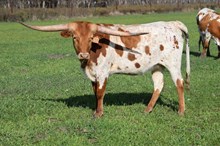 Brazos Natasha 118/23