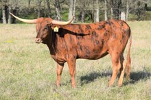 Brazos Nelly 16/20