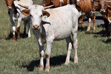 Brazos Opal 90/25