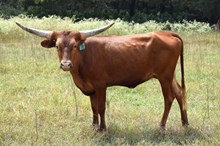 Brazos Pixie 78/24