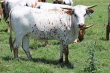 Brazos Rhoda 952