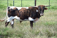 Brazos Ringo 47/25