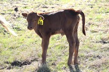 Brazos Arabella 16/26