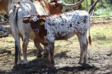 Brazos Lettie 17/26
