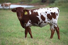 Brazos Mazie 20/26