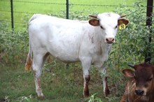 Brazos Blanche 30/26