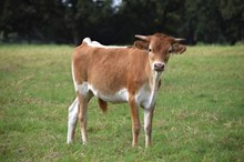 Brazos Rosalie 33/26
