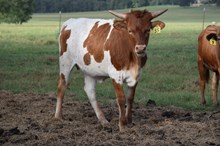 Brazos Candy 35/26