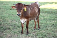 Brazos Mamie 41/26