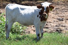 Brazos Mae 43/26