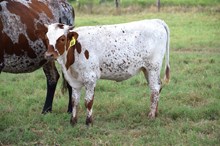 Brazos Hayley 44/26