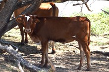Brazos Clarabelle 53/26