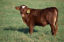 Brazos Callie 55/26