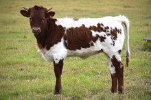 Brazos Shyann 59/22