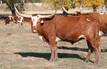 BRAZOS ROSE AMANDA 68/8