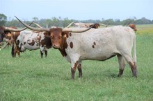 Brazos Rose Betsy 706