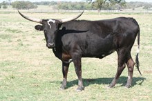 BRAZOS ROSE BLACK MIST