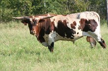 Brazos Rose Dixie Creale