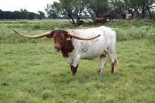 Brazos Royal Mae 39/22