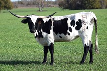 Brazos Safari 124/23