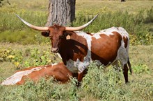 Brazos Saffron 35/23