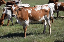 Brazos Shania 115/25