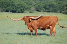 Brazos Sheila 1/21