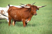 Brazos Spice 137/24