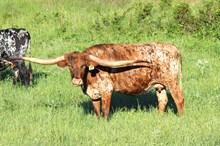 Brazos Sunshine 49/22