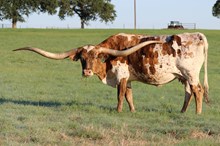 Brazos Susannah 928