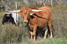 Brazos Suzie 2/24
