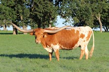 Brazos Sweet Pearl 102/17