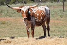 Brazos Sweetheart 87/24
