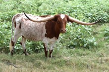 Brazos Tera 43/22