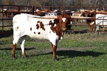 Brazos Tinka 120/23
