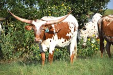 Brazos Toots 81/24