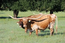 Brazos Tressie 903