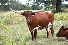 Brazos Truffle 6/23