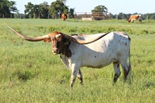 Brazos Tuff Cowgirl 106/21