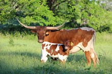Brazos Winona 60/23