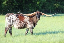 Brazos Zoey 47/21