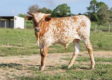 HL Brilliance Bull Calf