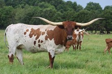 EV LEZAWE LUCILLE
