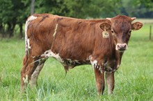 Chromed x Painted Lady bull