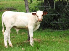 WO Bull Butter